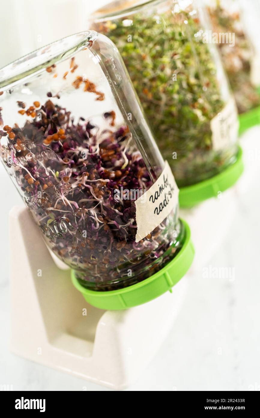 Growing sprouts in a jar Stock Photo Alamy