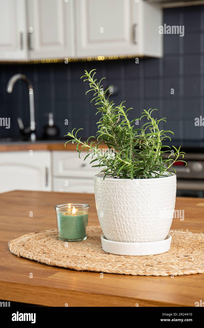 Selective focus on potted rosemary Rosmarinus officinalis herb plant