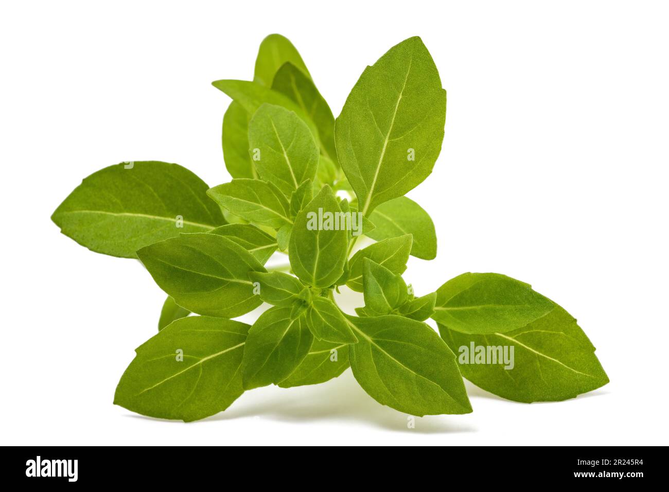 Greek basil plant isolated on white background Stock Photo Alamy