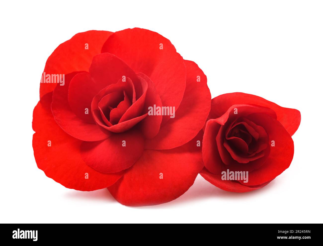 Red Begonia flowers isolated on white background Stock Photo