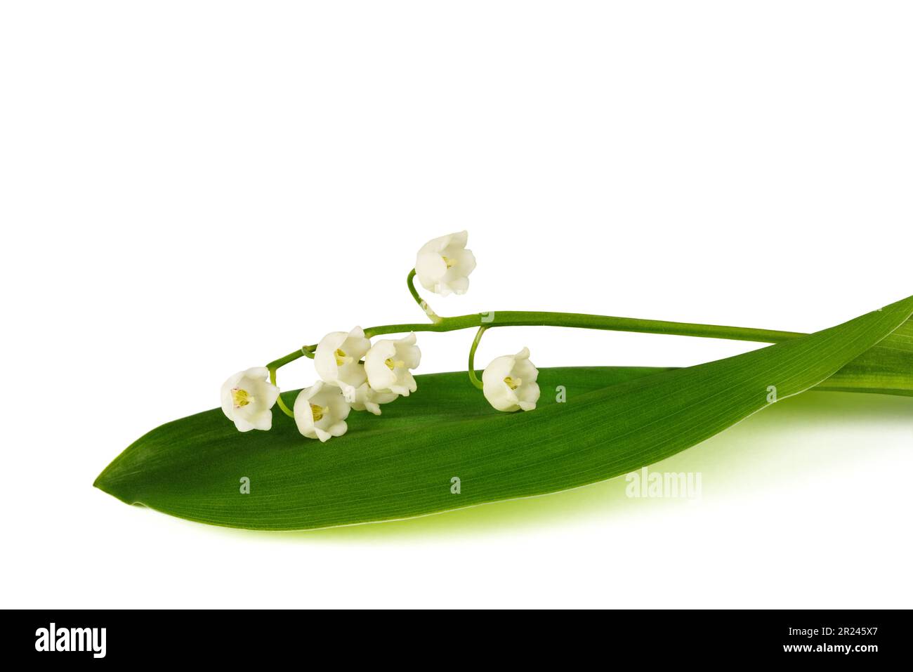 Lily of the valley isolated on white background Stock Photo - Alamy