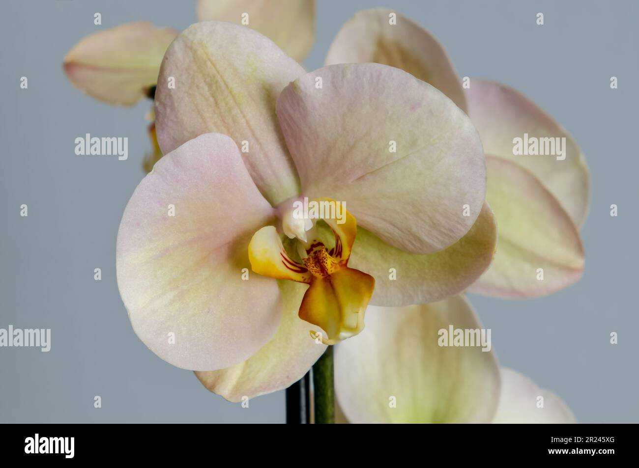 flowers of a blooming Phalaenopsis orchid, isolated from the background, a decorative plant with yellow-pink petals, close-up on a gray background Stock Photo