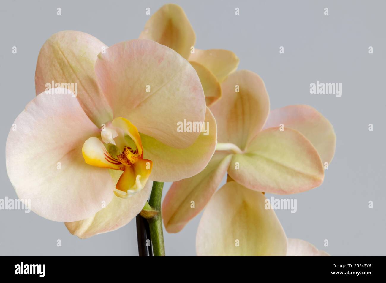 flowers of a blooming Phalaenopsis orchid, isolated from the background, a decorative plant with yellow-pink petals, close-up on a gray background Stock Photo