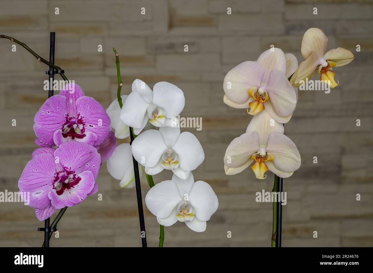 orchids in three colors, yellow-pink, white and violet, flowers in full bloom on a branch from a close distance against the background of a decorative Stock Photo