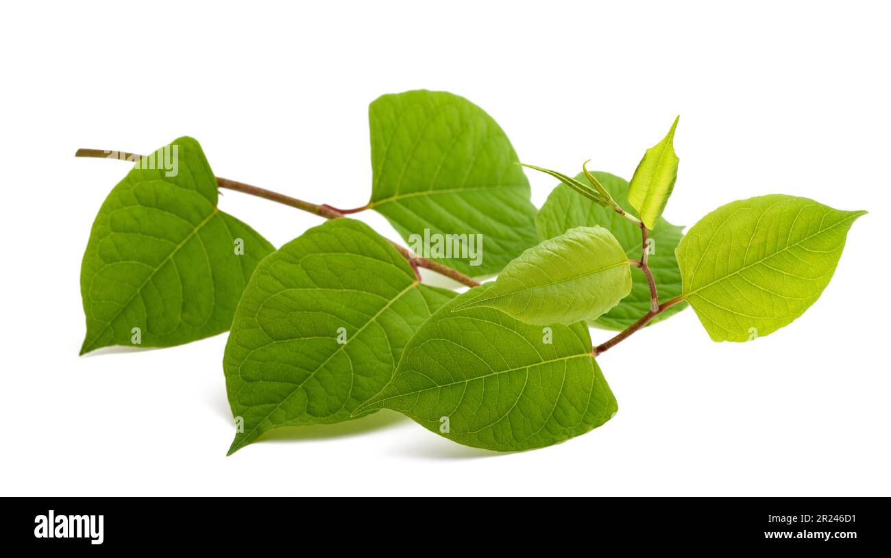 Asian knotweed branch isolated on white background Stock Photo