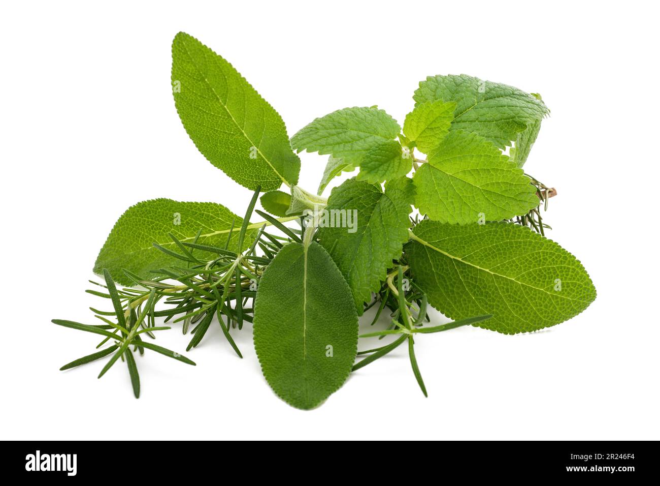 Rosemary sage and lemon balm isolated on white background Stock Photo