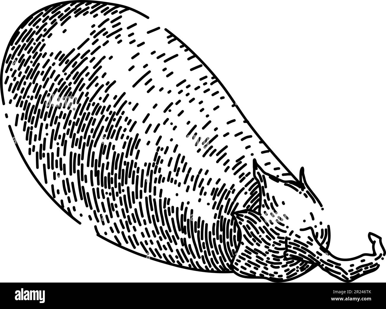 eggplant organic aubergine sketch hand drawn vector Stock Vector Image ...