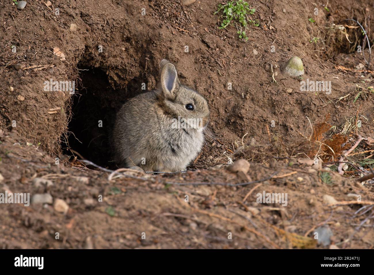 Rabbit (Oryctolagus cuniculus) baby by entrance to burrow Highland Kinguisse UK GB April 2023 Stock Photo