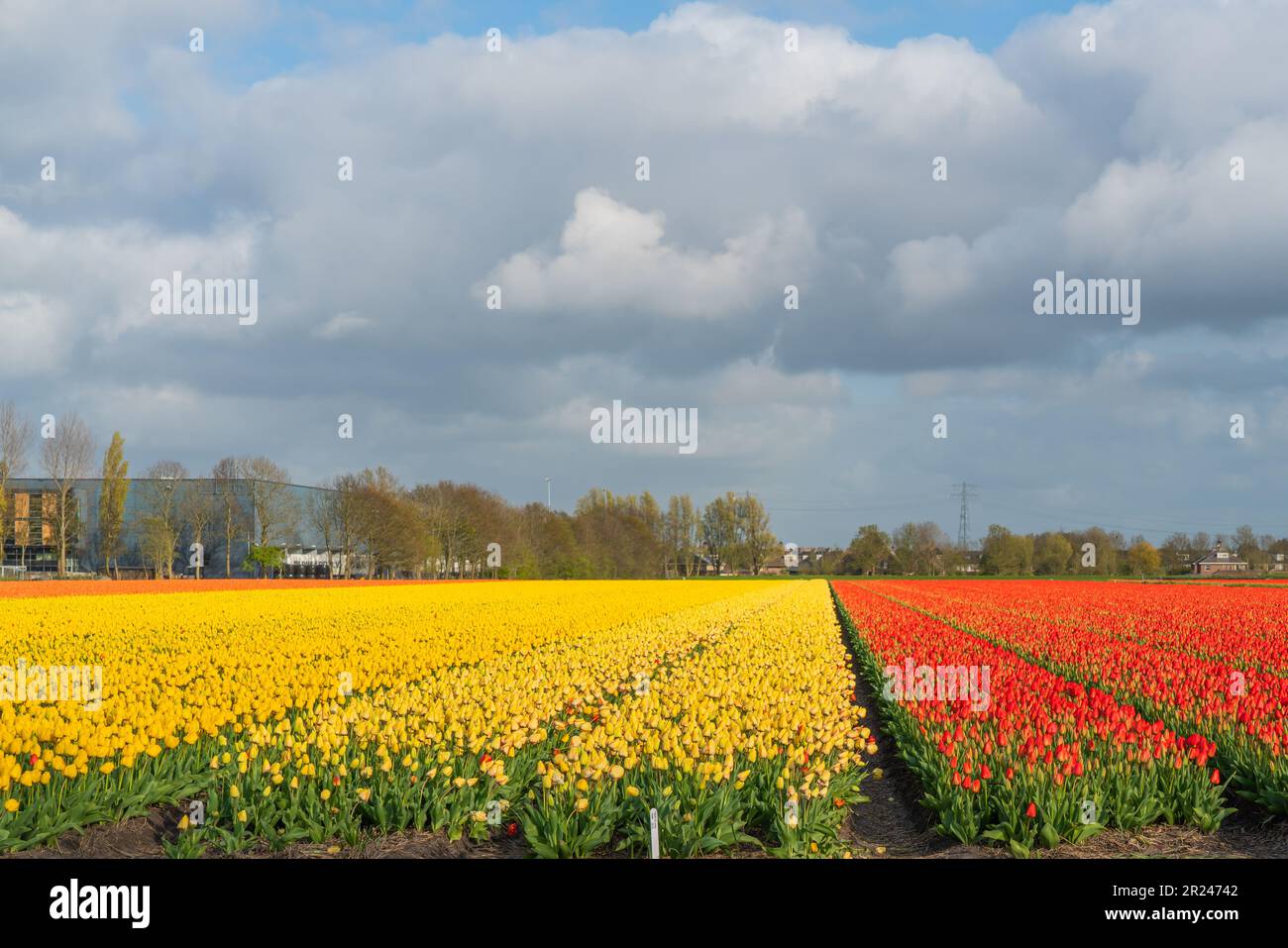 Landscape of colorful yellow red beautiful blooming tulip field in ...