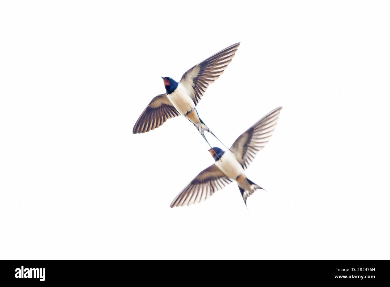 Barn Swallow (Hirundo rustica) UK GB April 2023 Stock Photo