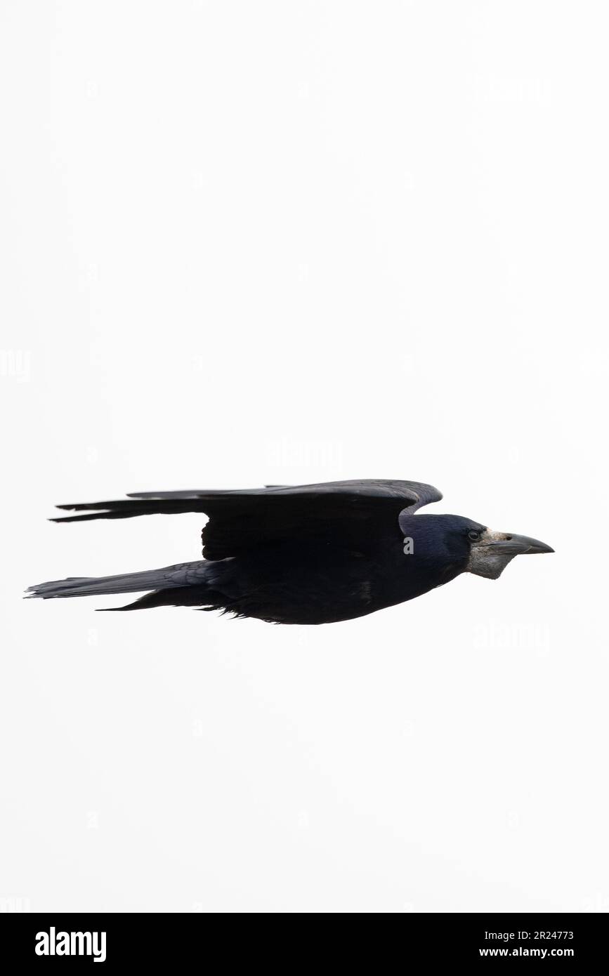 Rook (Corvus frugilegus) flying with full crop Norfolk UK GB April 2023 Stock Photo