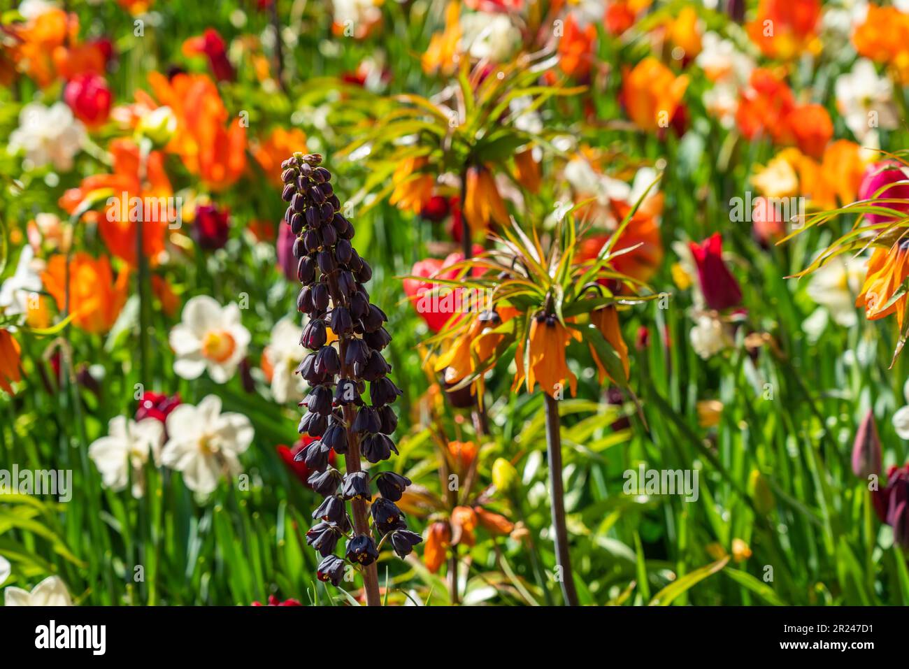 Fritillaria persica and in background beautiful blooming tulips in spring time in Netherland Stock Photo