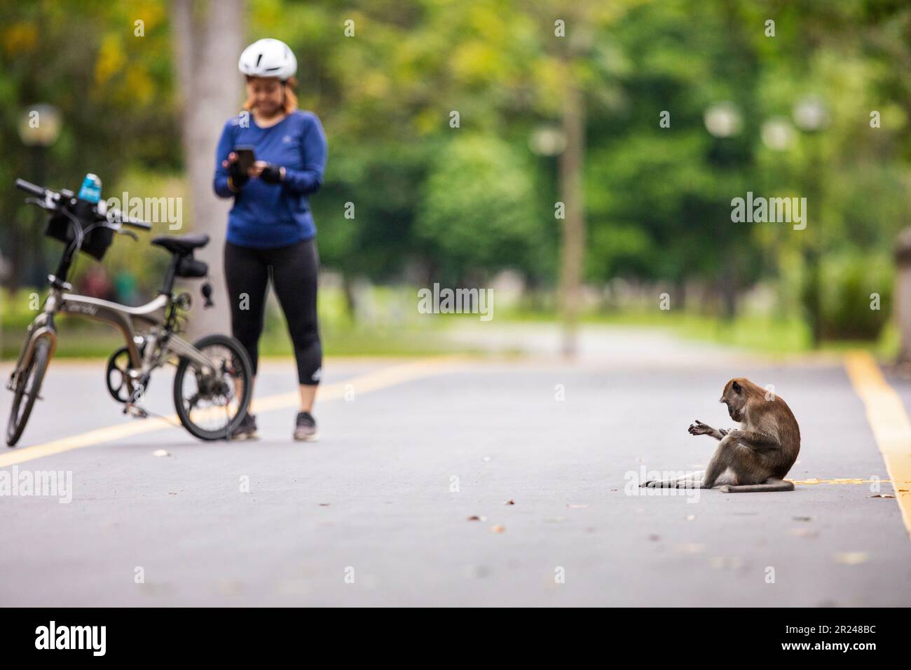 A Singaporean cyclist gets off her bike to take a smart phone photo of a macaque sitting on a bridge, Singapore Stock Photo