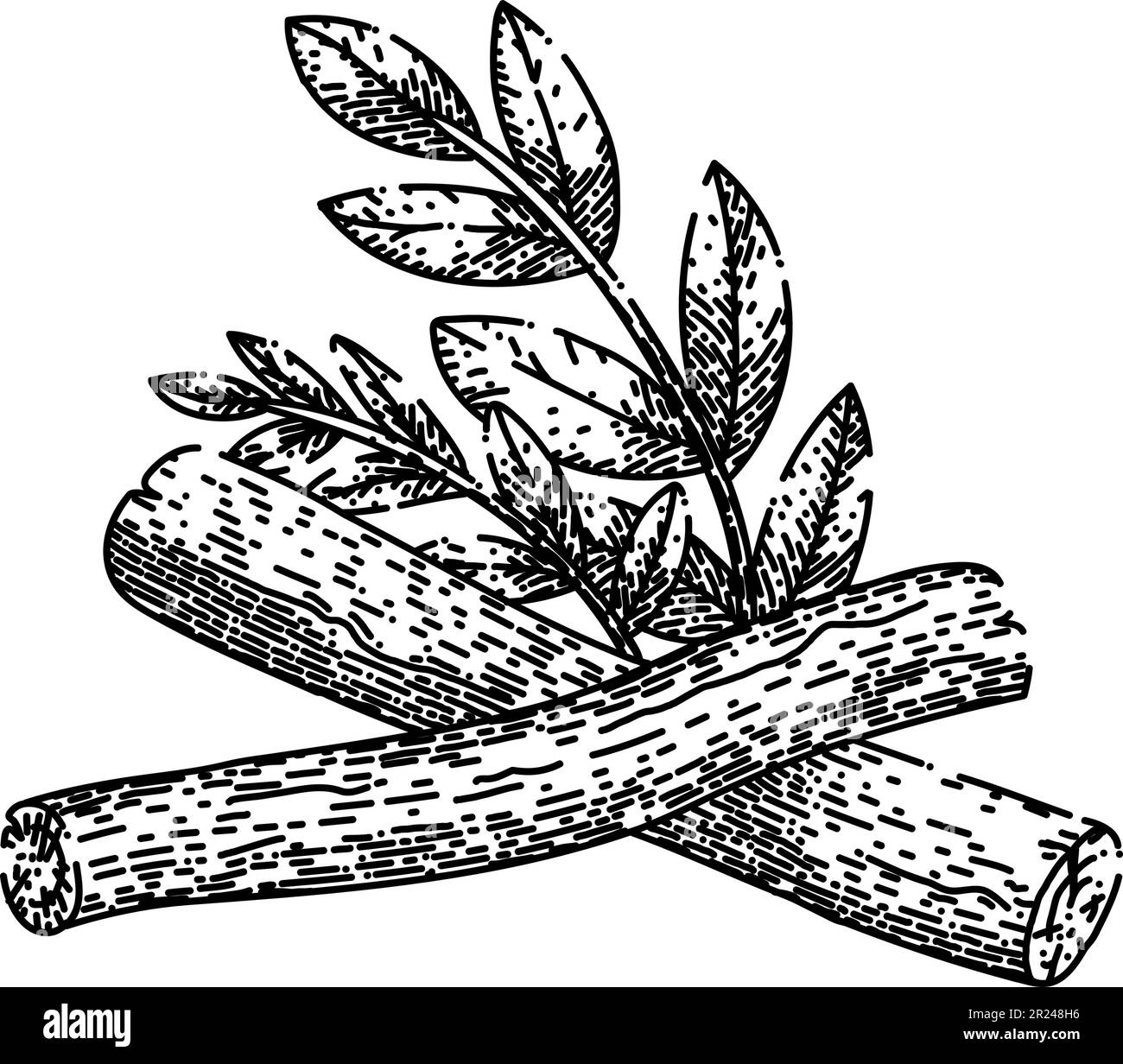 licorice natural aromatic sketch hand drawn vector Stock Vector