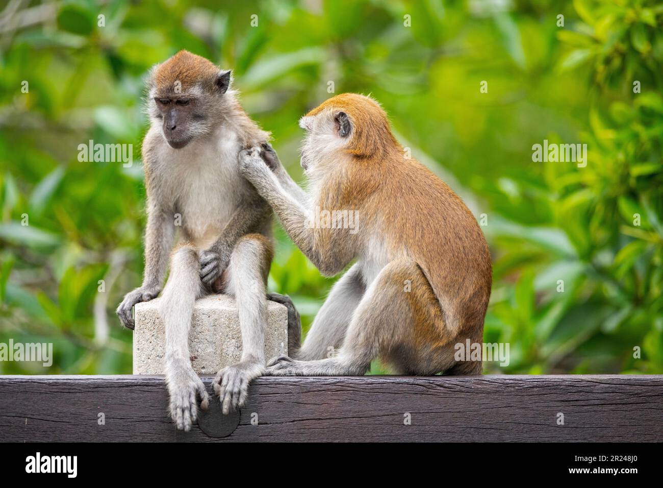 Two members of a long tailed macaque family rest and groom each other while sitting on the balustrade of a bridge over a mangrove river, Singapore Stock Photo
