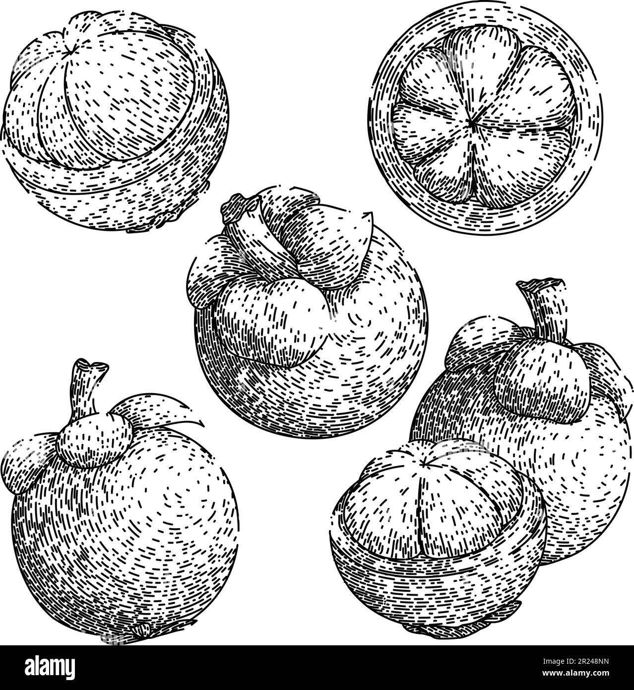 mangosteen fruit fresh set sketch hand drawn vector Stock Vector Image