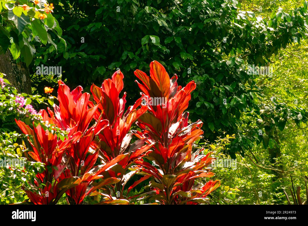 Red Hawaiian Ti Plants (Cordyline minalis) in the park. Natural background. Stock Photo