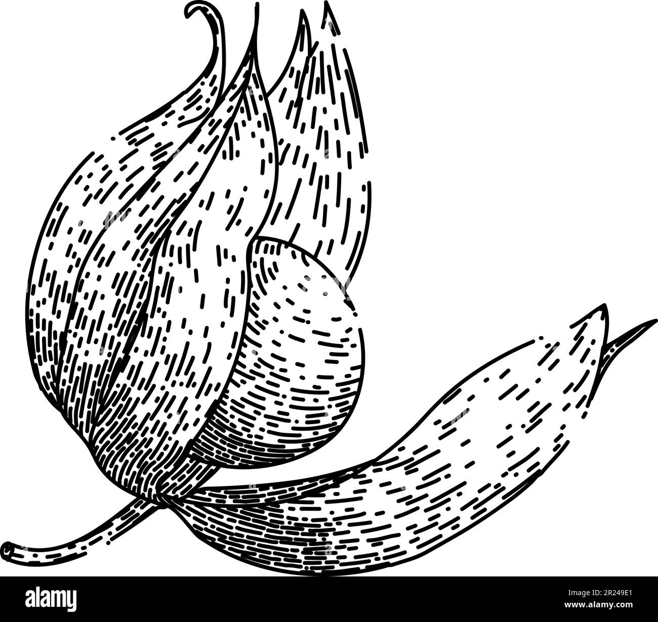 Chinese goose berry Stock Vector Images - Alamy