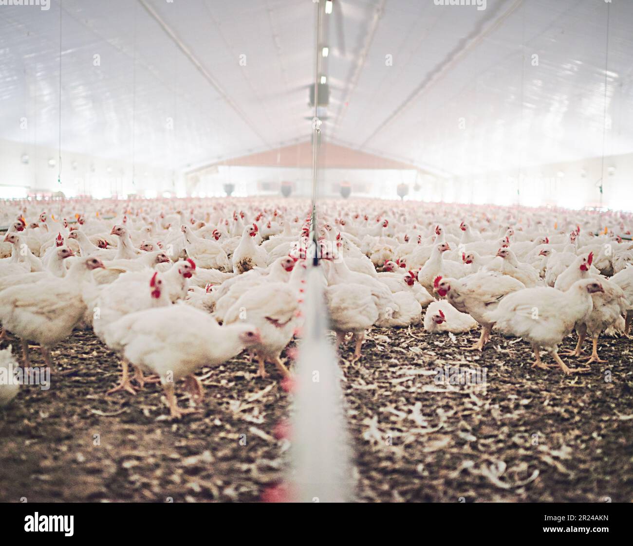 Farm, chicken factory and feed in barn or warehouse, agriculture and