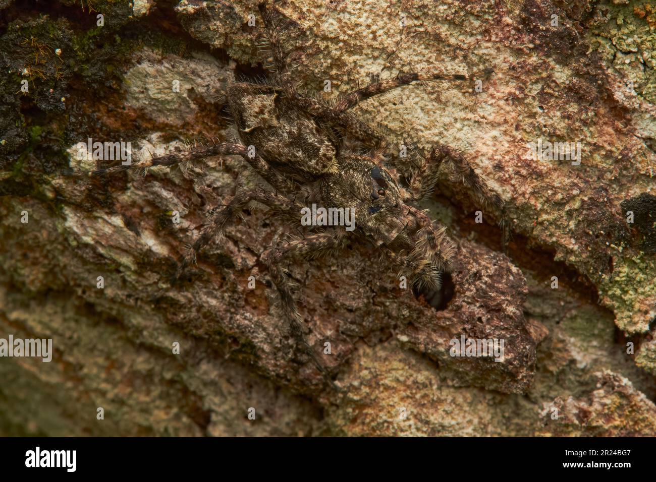 A spider perched on a moss-covered tree bark mixed with the background Stock Photo
