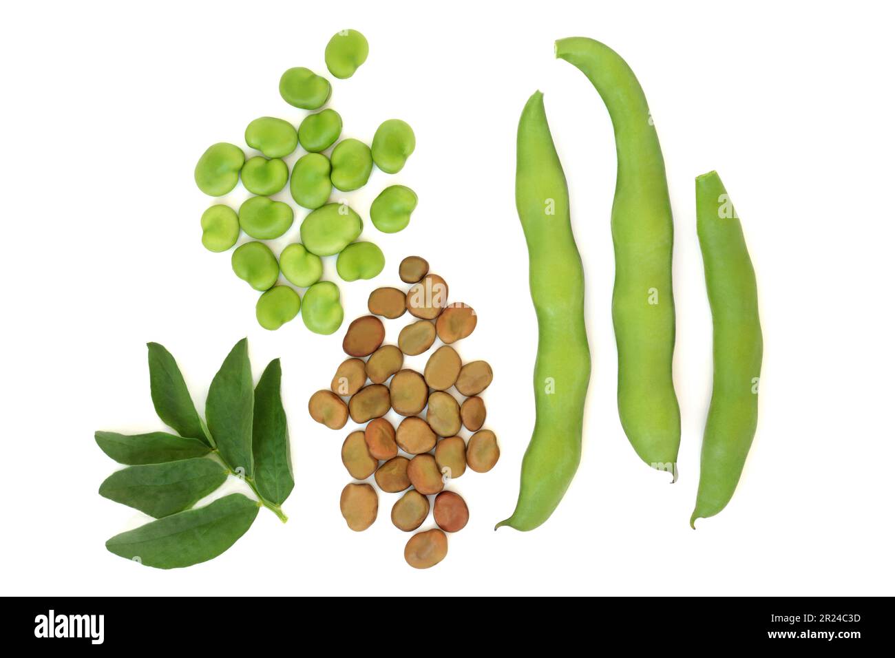 Broad bean legumes dried and fresh local produce with leaves. Vegetables high in fibre, protein, folate and B vitamins, can lower high cholesterol. Stock Photo