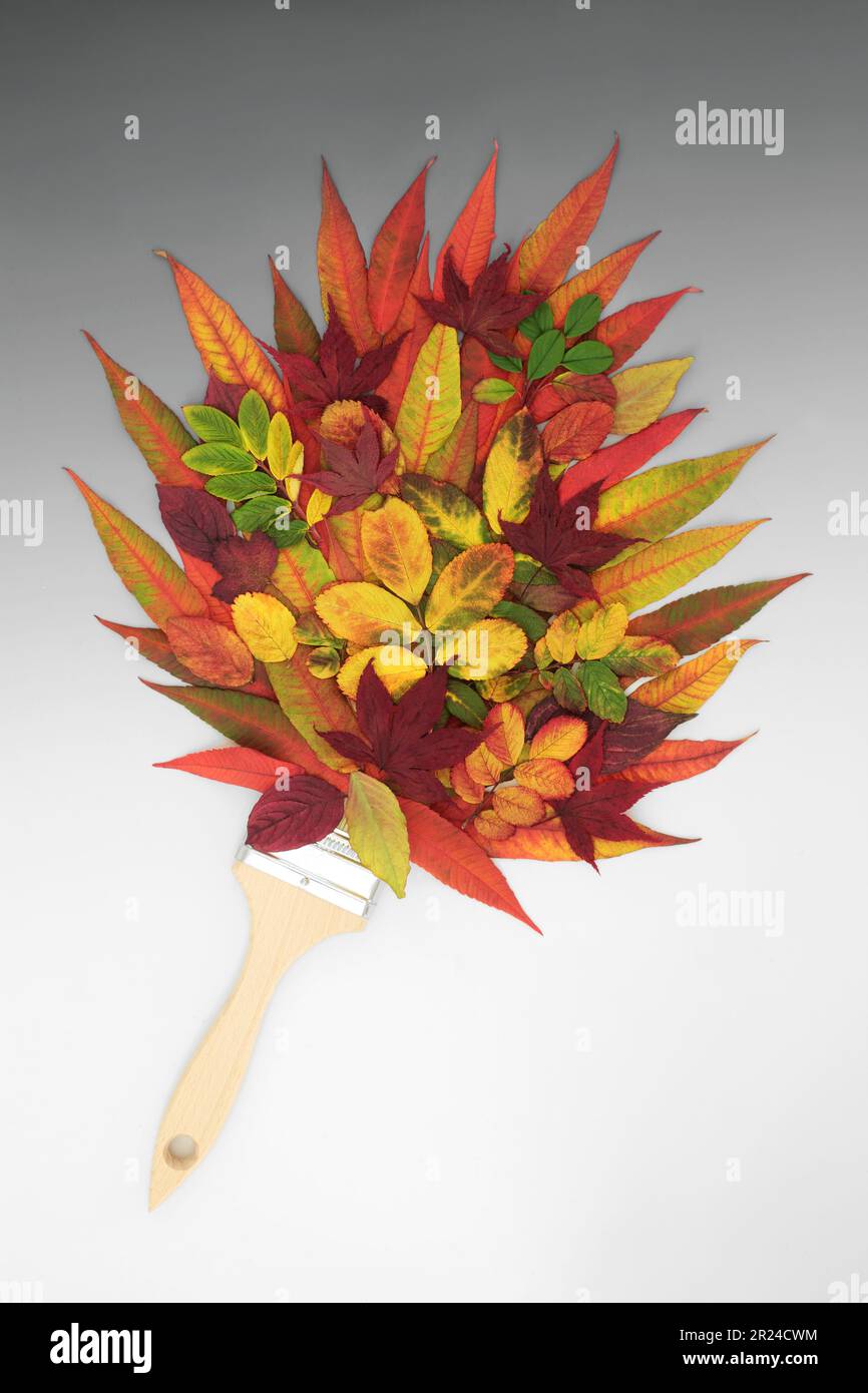 Autumn and Thanksgiving surreal paintbrush splash composition with vivid red  leaves. Nature abstract for Fall with natural fauna. On gradient grey. Stock Photo