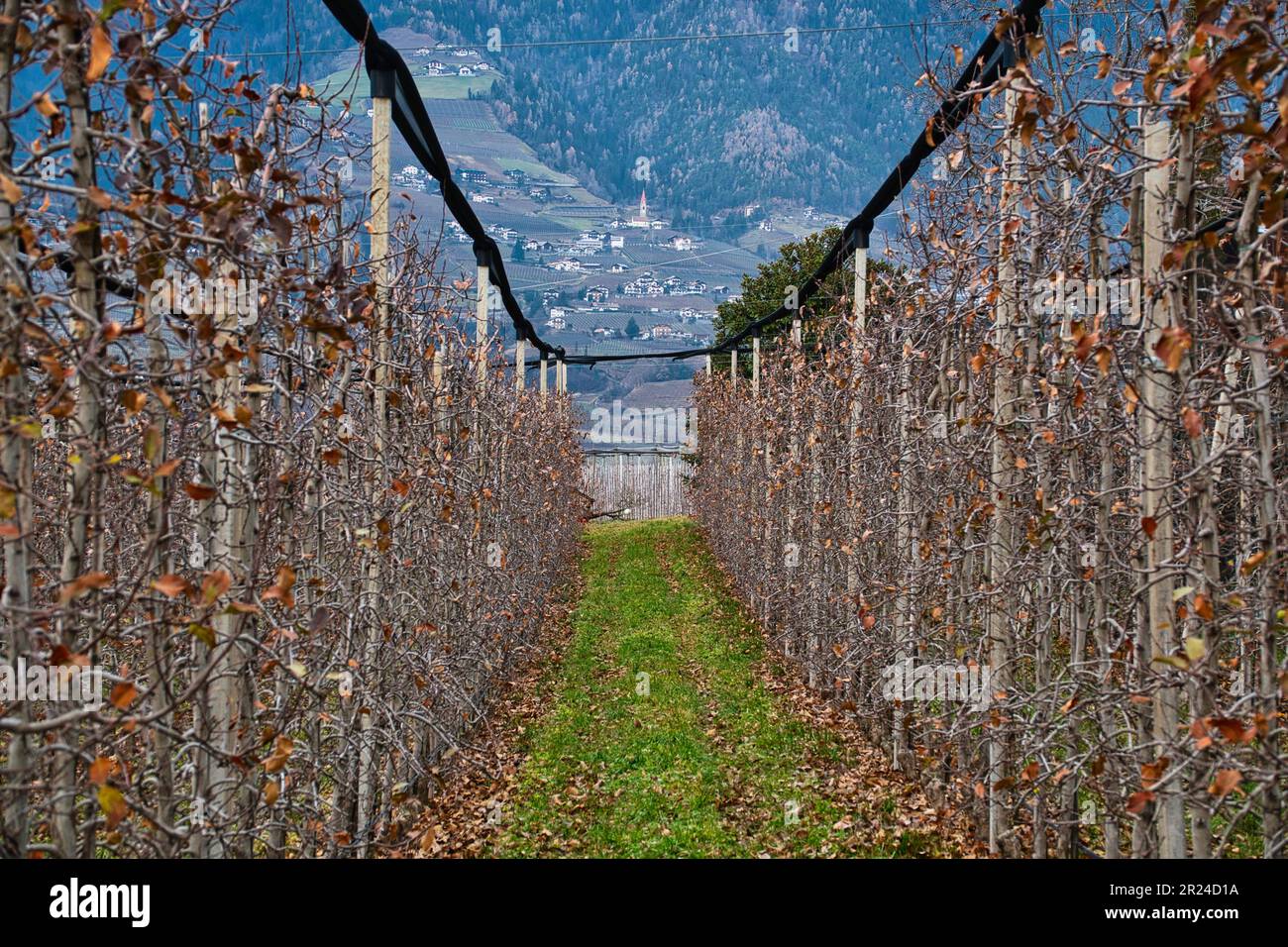Apple orchard featuring trees hi-res stock photography and images - Alamy