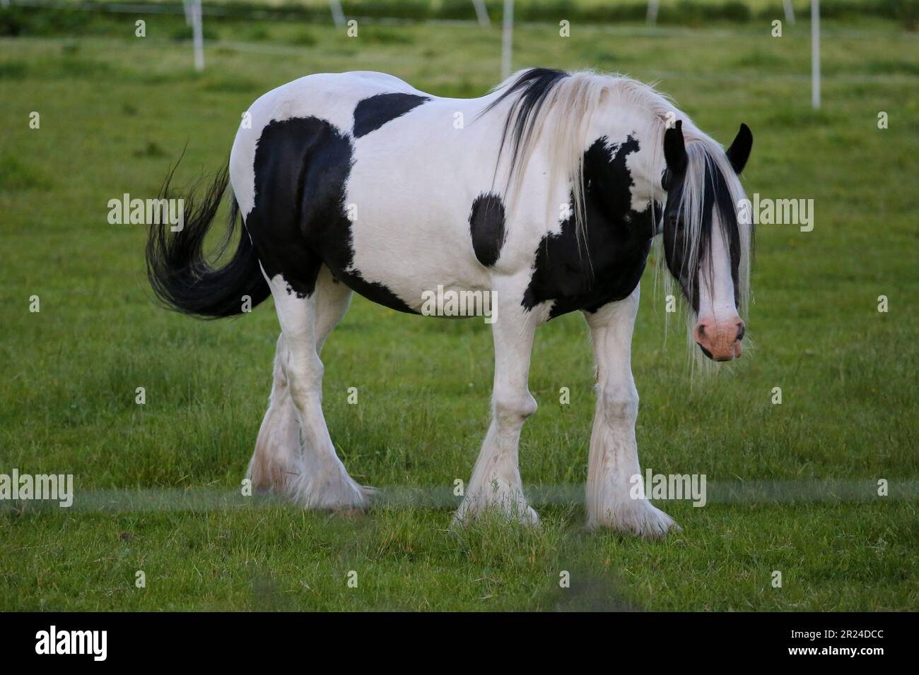 A black and white Clydesdale horse standing in greenery field Stock Photo -  Alamy