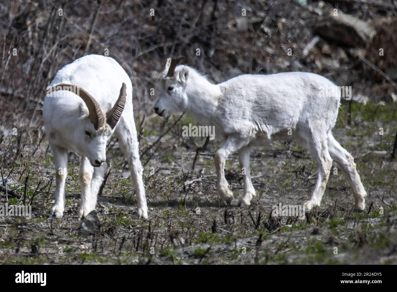 The thin-horned rams (Ovis dalli) on a lush, grassy hillside Stock ...