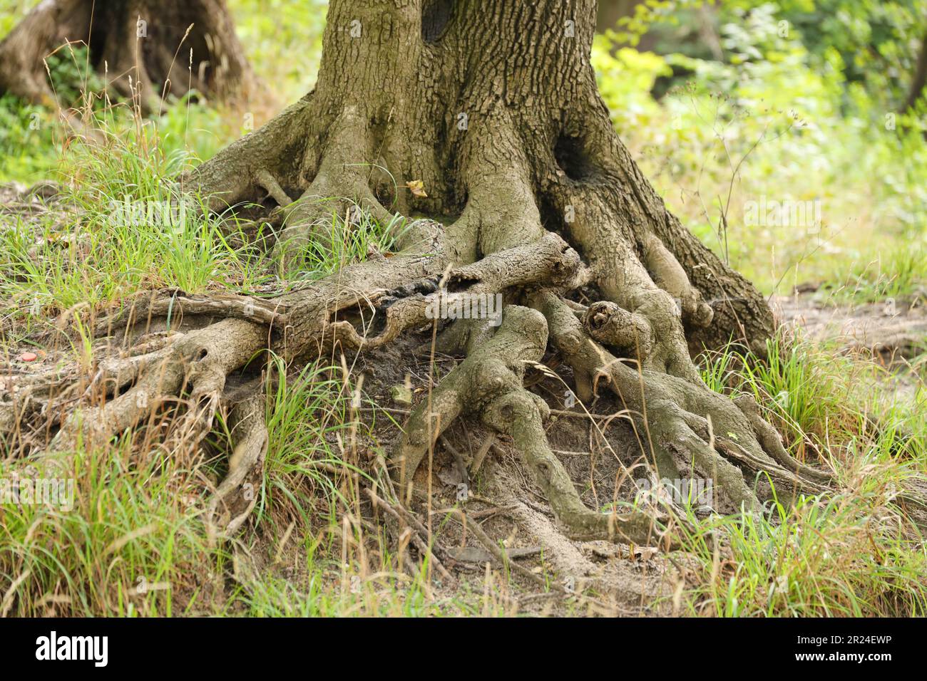 Mighty roots of an old tree in green forest in daytime. Beautiful ...