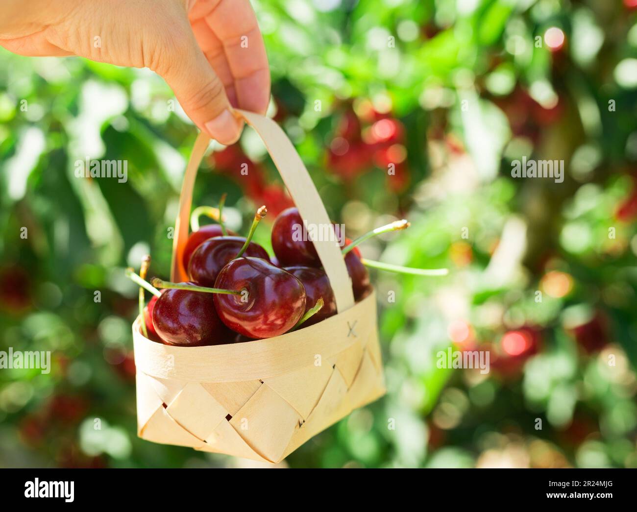 still life of cherries in wicker basket in hand in garden Stock Photo
