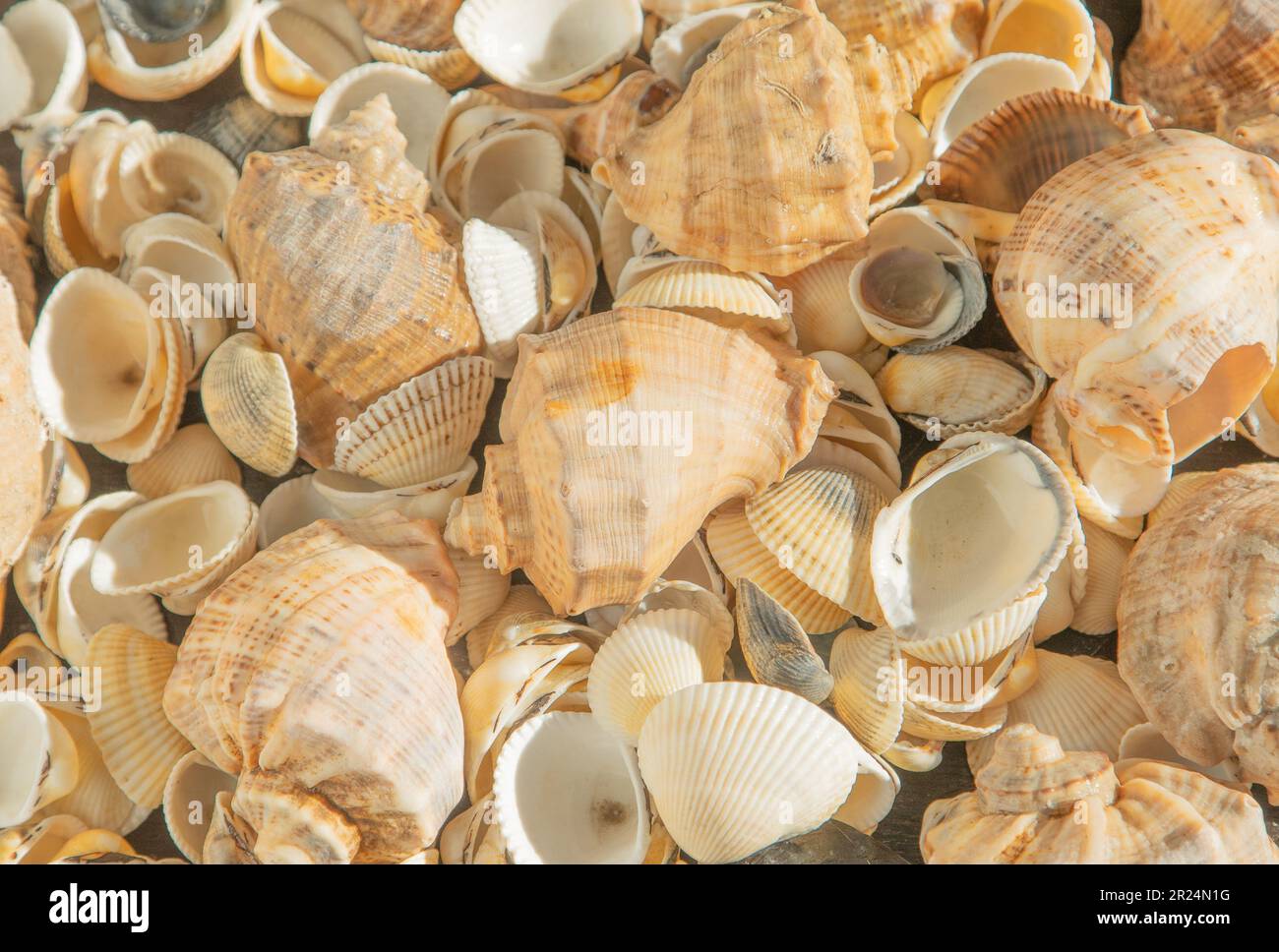 Sea shells on the beach. Summer background. Rapan shell top view. Beige light color. Aesthetic minimalism. Nature beauty. Mixed multi colorful seashells. Seashell different set. Stock Photo