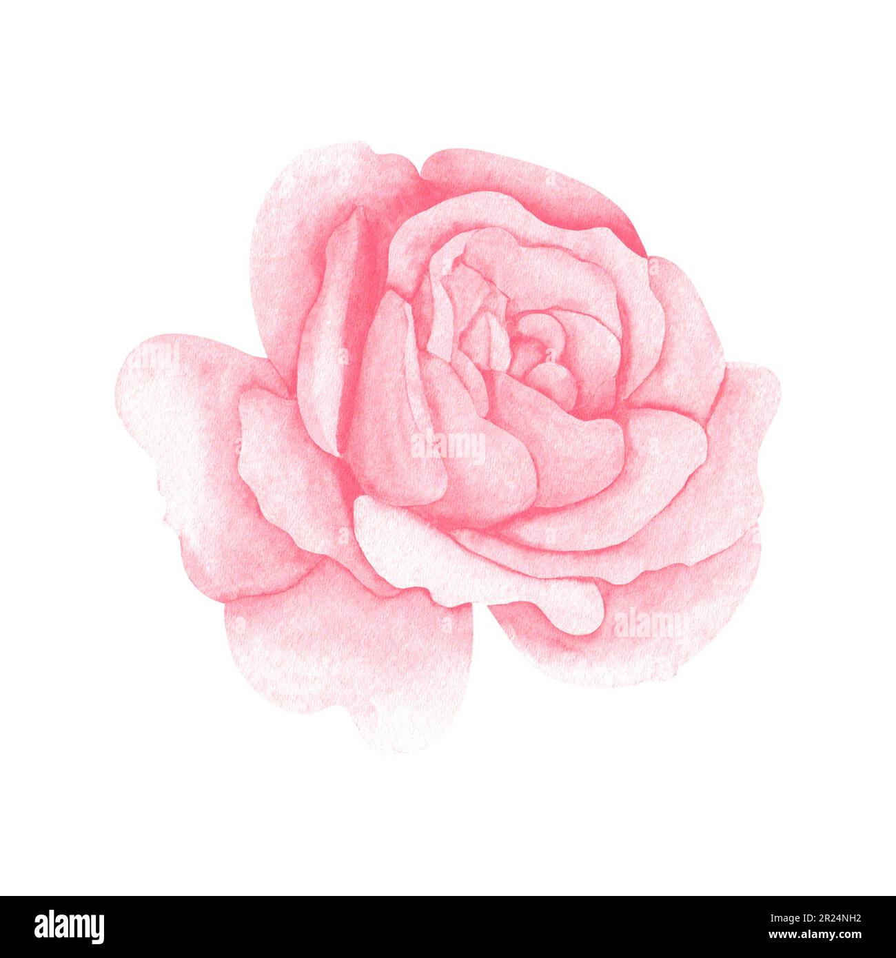 watercolor pink pastel rose. illustration for design, invitation, greeting card.Botanical art isolated on white background. Stock Photo