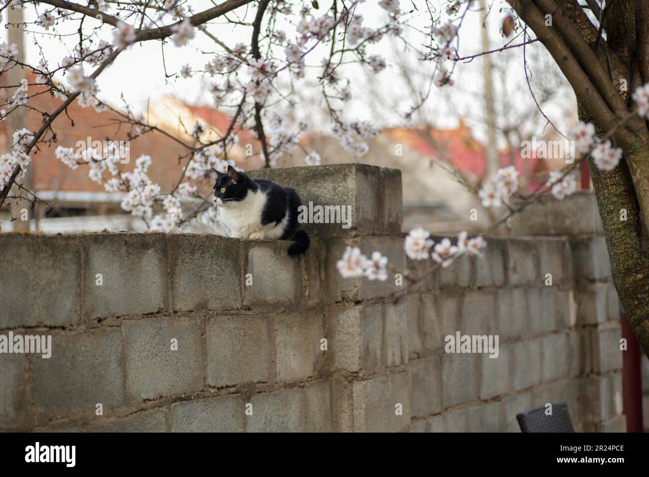 black and white cat sits on a fence under a flowering tree Stock Photo ...