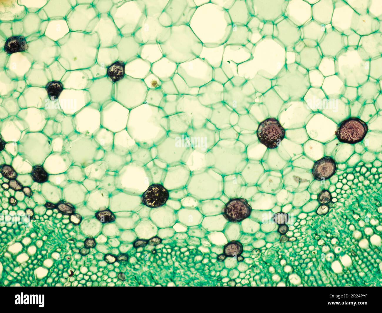 Stem of cotton x.s. details under biological optical misroscope Stock Photo