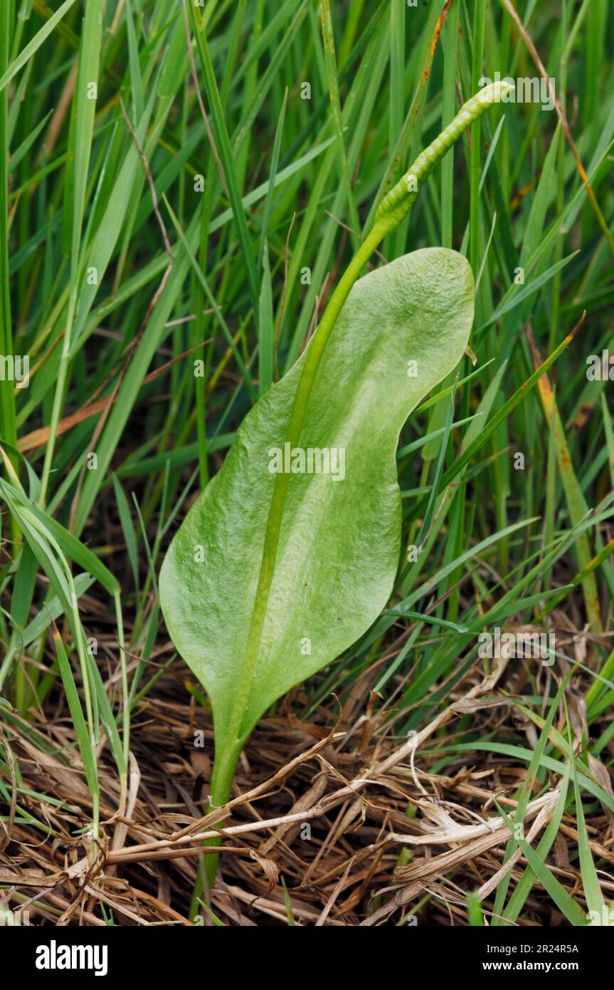 Adder's Tongue Fern (Ophioglossum vulgatum) growing on lime-rich coastal grassland, Northumberland, England, June 2006 Stock Photo