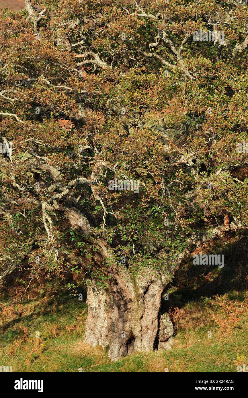 Alder (Alnus glutinosa) veteran tree in autumn, Glen Strathfarrar, Inverness-shire, Scotland, October 2009 Stock Photo