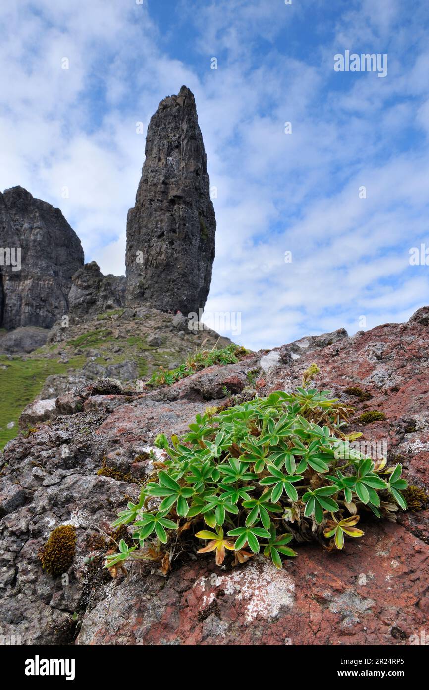 Alpine Ladys Mantle (Alchemilla alpina) growing at the base of the Old Man of Storr pinnacle on the Isle of Skye, Inner Hebrides, Scotland Stock Photo