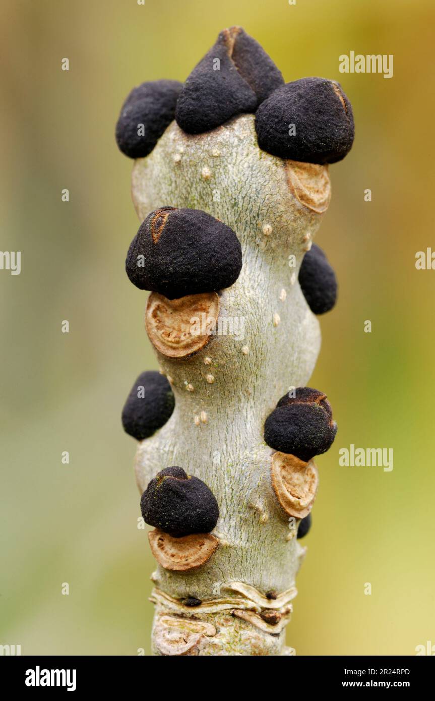 Ash (Fraxinus excelsior) winter buds on twig, Berwickshire, Scotland March 2008 Stock Photo