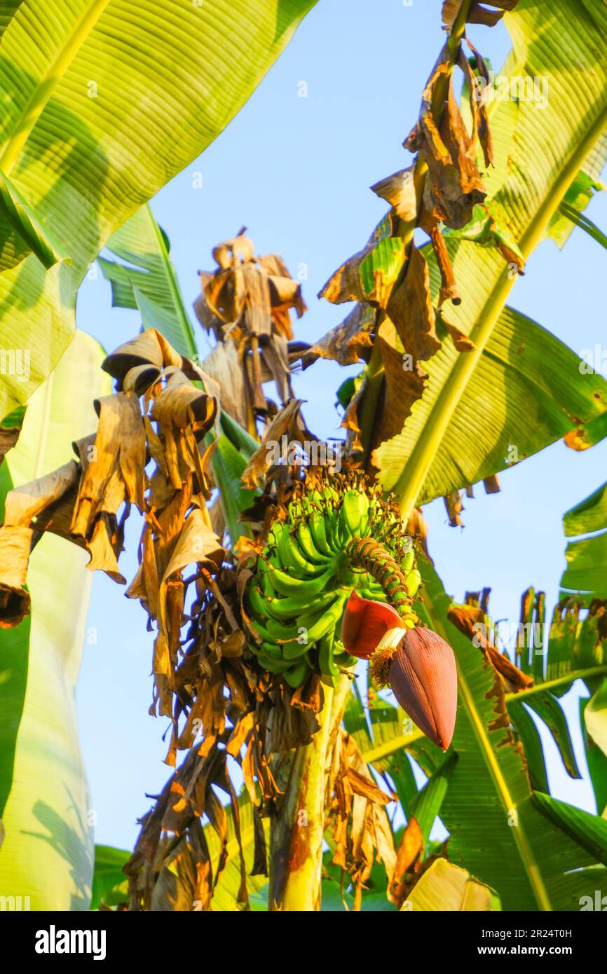 Bananas on a tree in the early morning sun Stock Photo Alamy