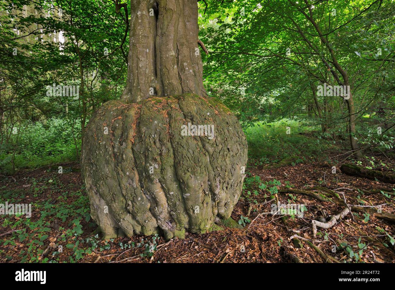 Beech (Fagus sylvatica) mature tree with deformed base to trunk in decidious woodland, Berwickshire, Scottish Borders, Scotland, August 2021 Stock Photo