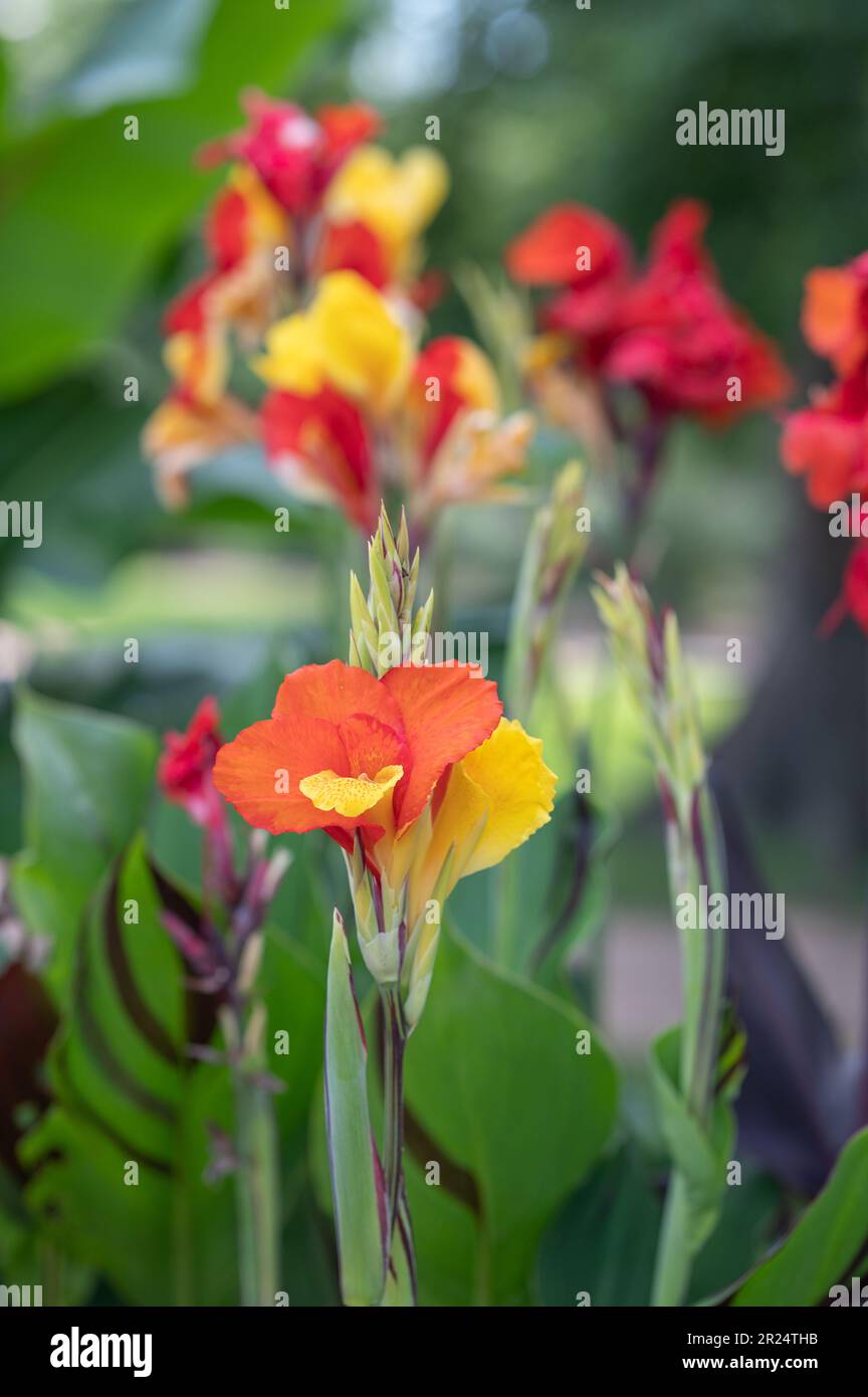 The colorful red, yellow, and orange flowers of canna lily growing in a Texas garden. Stock Photo