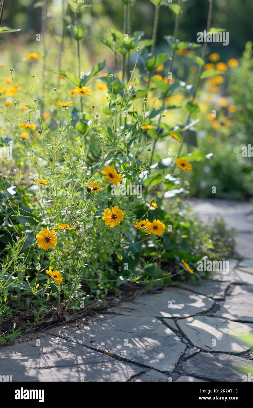 Bright yellow flowers of coreopsis, often called tickseed, growing in a Texas garden. Stock Photo