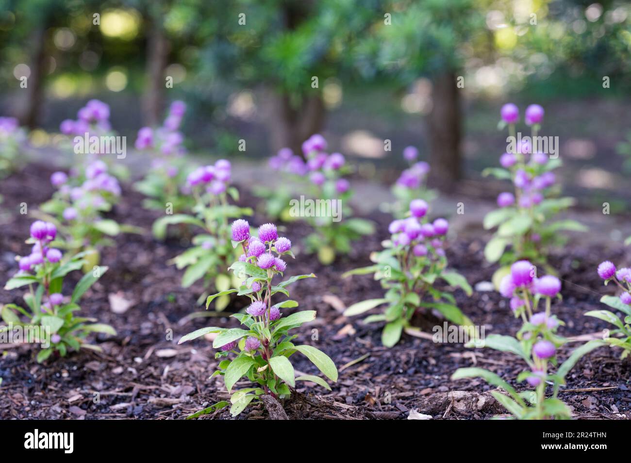 The purple flowers of Gomphrena globosa, or globe amaranth, growing in a Texas springtime garden. Stock Photo
