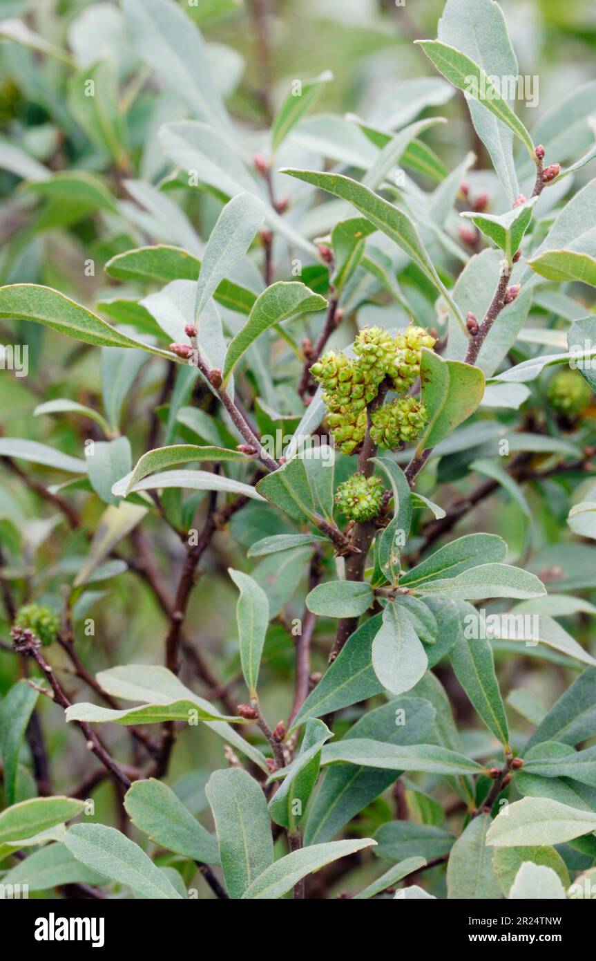 Bog Myrtle (Myrica gale) plant with fruit, Beinn Eighe National Nature Reserve, Wester Ross, Scotland, August 2007 Stock Photo