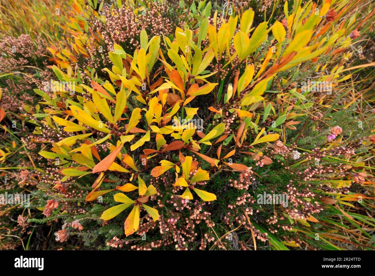 Bog Myrtle (Myrica gale) plant in autumn colours, Glen Affric National Nature Reserve, Inverness-shire, Scotland, October 2014 Stock Photo