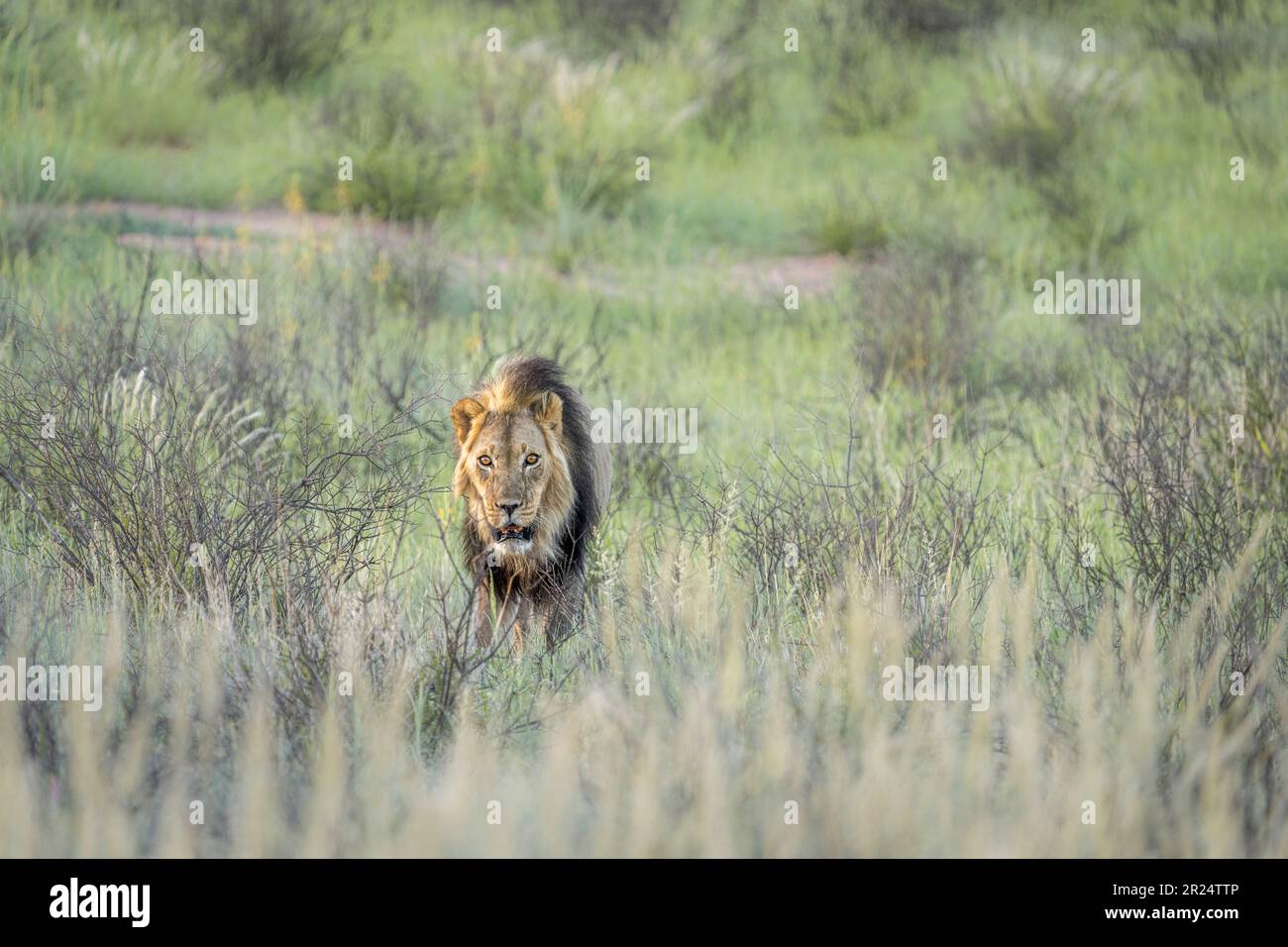Lion in grass walking, black-maned Kalahari lion. Front view. Kalahari, Kgalagadi Transfrontier Park, South Africa Stock Photo