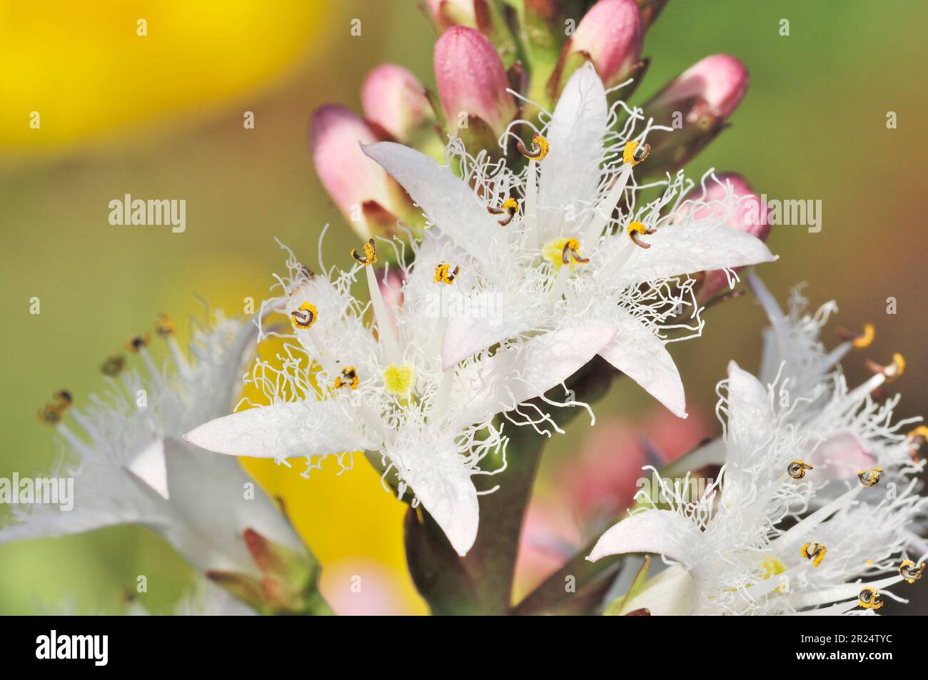 Bogbean (Menyanthes trifoliata) in flower in garden pond, Berwickshire, Scottish Borders, Scotland, May Stock Photo