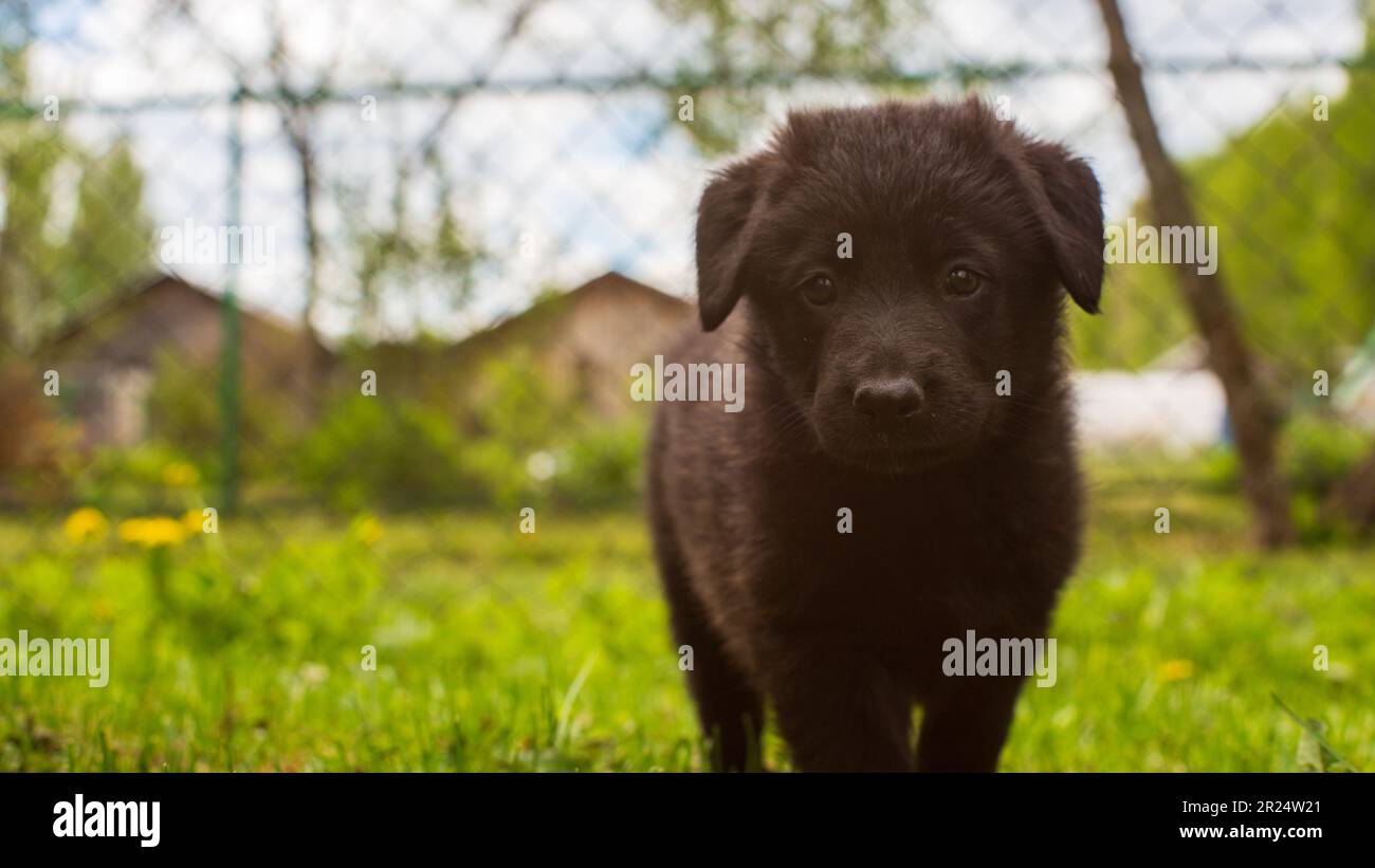 Little cute black shepherd puppy on the lawn outside the city in nature ...