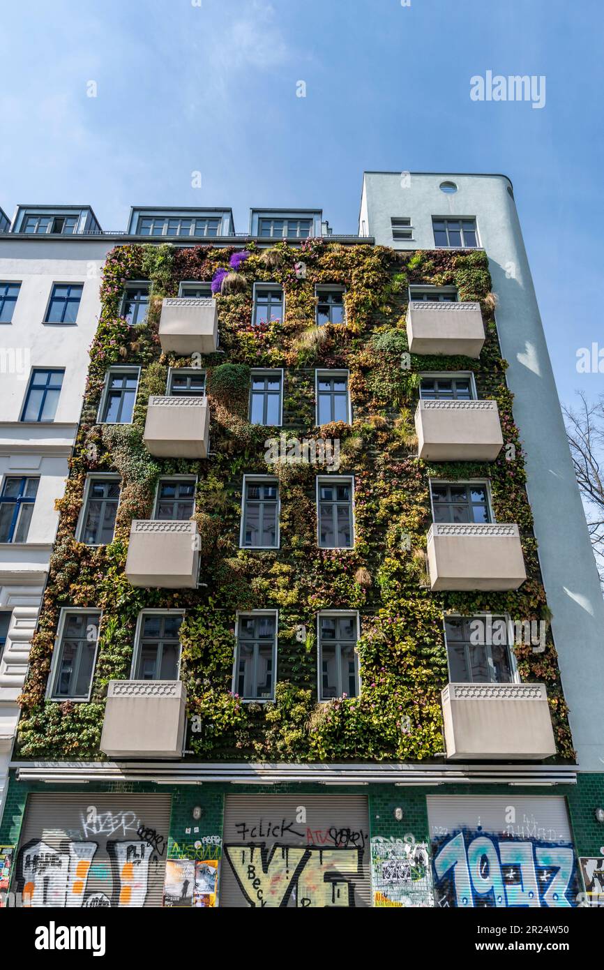 Begrünte Fassade in der Pannierstrasse in Berlin-Neukölln, , Fassadenbegrünung, Fassadenbepflanzung, Klimaschutz Stock Photo